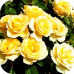 Саженцы Розы Чайно-Гибридной Рафаэлло > цена, описание