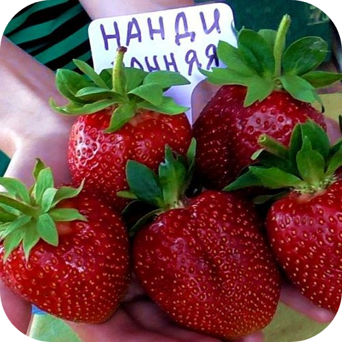 Клубника "Нанди" 