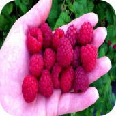 Малина "Глен Файн" 