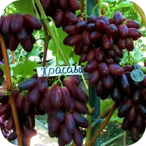 Саженцы Винограда "Красава" > фото, описание